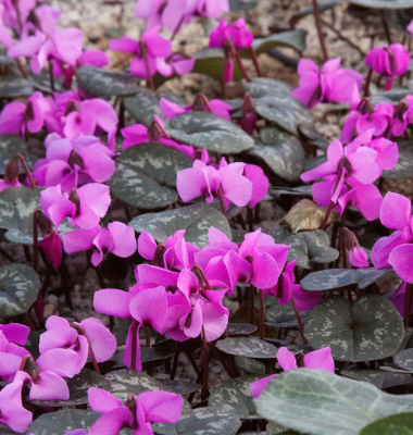 Цикламен Косский, гибрид 2шт