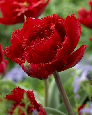 Тюльпан Файери Дрим (1шт) 6811