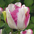 Витрина Тюльпан Рембранта/Триумф 7130 Дель Пьеро (белый, розовый край 11/12) 1шт