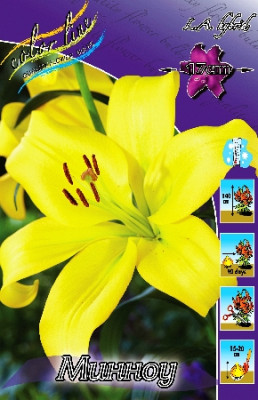 Лилия Минноу (1шт) 7215