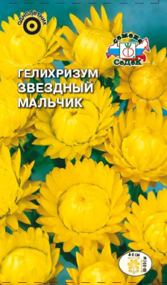 Гелихризум Звездный Мальчик