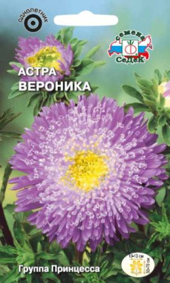 Астра Вероника принцесса (фиолетово-пурпурная)