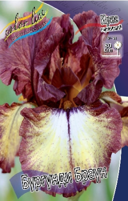 Ирис Германский Бургунди Браун (1шт) 4102