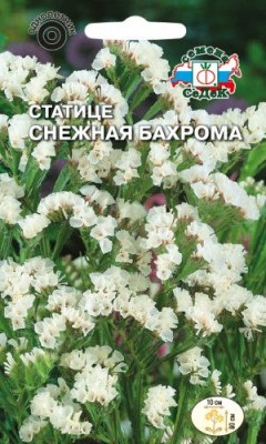 Статице Снежная бахрома (вид: выемчатый, белый)