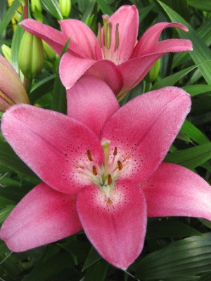 Лилия Кавалезе (1шт) 209