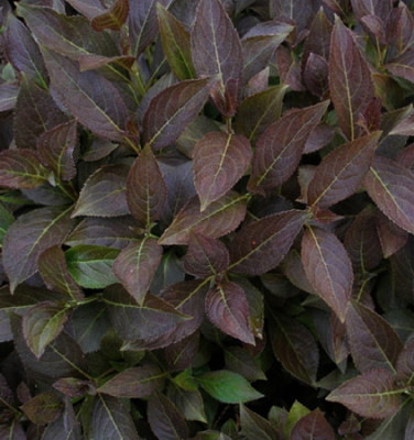 Вейгела Эльвера 5164