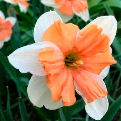 Нарцисс Электрус (1шт)