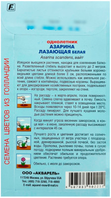Азарина Лазающая белая (вайт) АКВАРЕЛЬ описание