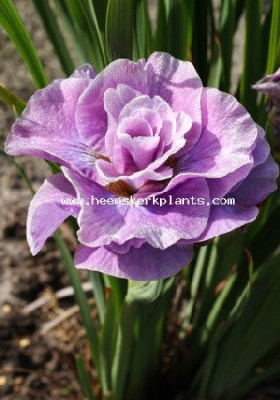 Ирис Пинк Парфейт (1шт)