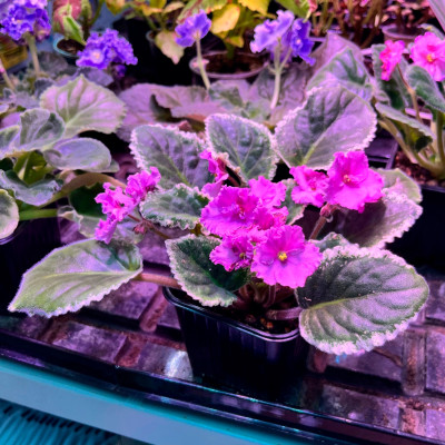 Фиалка саженцы микс