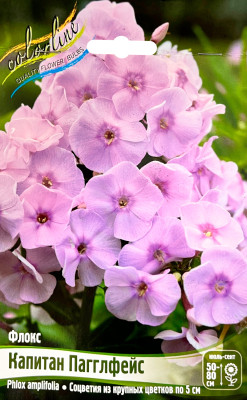 Флокс Капитан Пагглфейс (2шт)