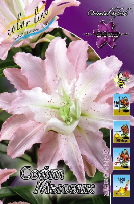 Лилия Софт Мьюзик (1шт) 3296