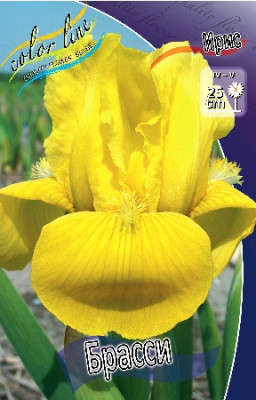 Ирис Брасси (1шт) 3179