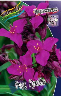Традесканция Ред Грейп (1шт) 679