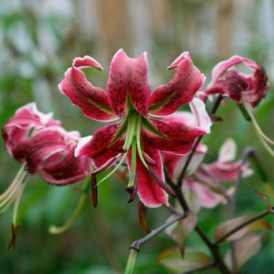 Лилия Блек Бьюти (1шт)