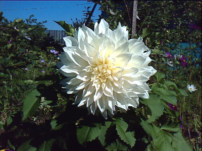 Георгин Уайт Перфекшн (1шт) 3667