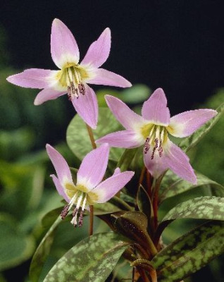 Эритрониум Денс-канис (5шт) 1747