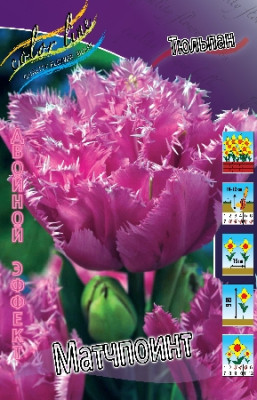 Тюльпан Матчпоинт (1шт) 1362