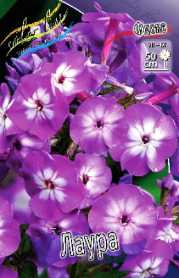 Флокс Лаура (1шт)