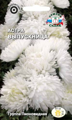 Астра Выпускница (пионовидная,чисто белая) Астра Выпускница (пионовидная,чисто белая)