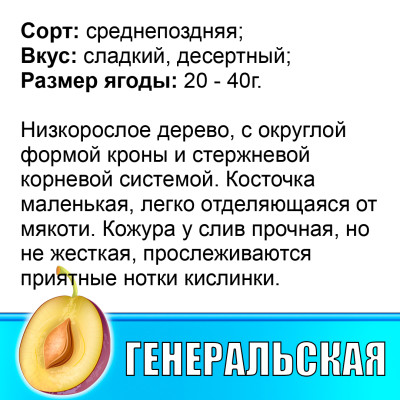 Слива Генеральская
