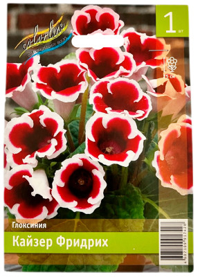 Глоксиния КАЙЗЕР ФРИДРИХ