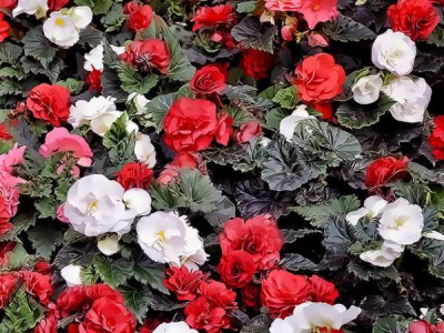 Бегония Красавица смесь (1шт) 130728