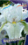 Ирис Германский Вирджиния Агнес (1шт) 4143