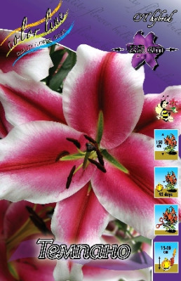 Лилия Темпано (1шт) 3129