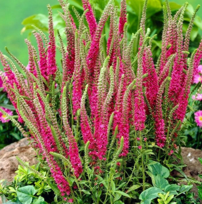 Вероника Ротфукс (1шт)