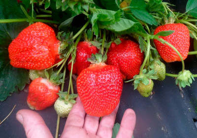 Земляника (Клубника) Азия в стаканчике