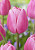 Тюльпан Лима (1шт)