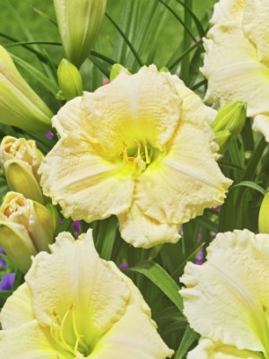 Лилейник Джоан Сеньор (1шт) 10780