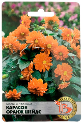 Георгины гибридные КАРЛСОН ОРАНЖ ШЕЙДС Биотехника