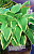 Хоста Моерхайм (1шт) 3066