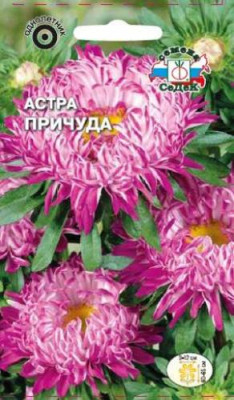 Астра Причуда (гибридная группа, белая)