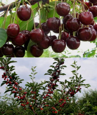 Вишня Морозовка