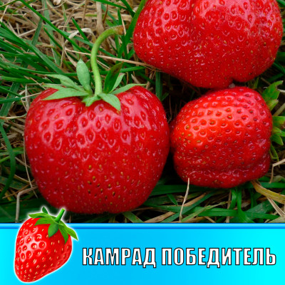 Земляника (Клубника) Камрад победитель в стаканчике