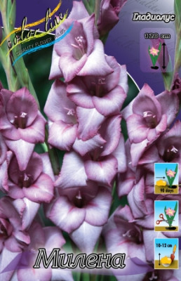 Гладиолус Милена (1шт) 5359