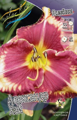 Флокс Александра 5шт 685