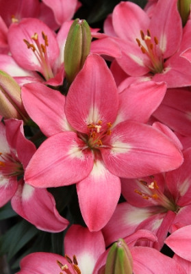 Лилия Розалинн (1шт) 9397 Лилия Розалинн (1шт) 9397