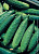 Огурец ТСХА-2693 F1 (фермерская упаковка  по 1000 шт)
