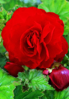 Бегония махровая Ярко-Красная (Скарлет) (1шт) 934