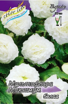 Бегония Мультифлора Максима Белая (1шт) 3501