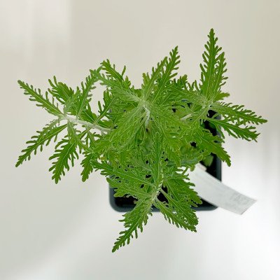 Перовския Лейси Блю Lacey Blue (2)