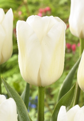 Тюльпан Миссис Медведева (1шт) 2407