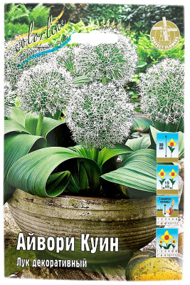Лук декоративный АЙВОРИ КУИН
