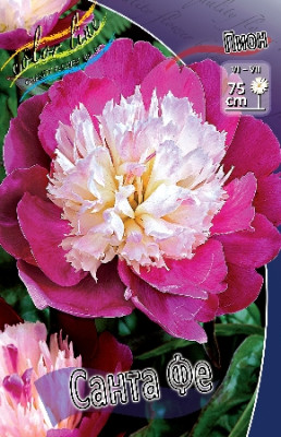 Пион Санта Фе (упаковка 1шт) 6542