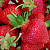 Земляника (Клубника) Зенга Зенгана