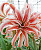 Амариллис Даблет (1шт) 2399